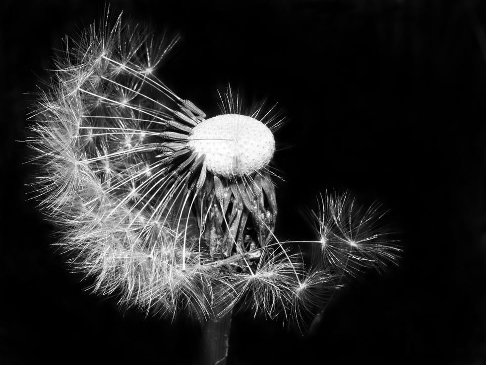 Dandelion seeds, black & white