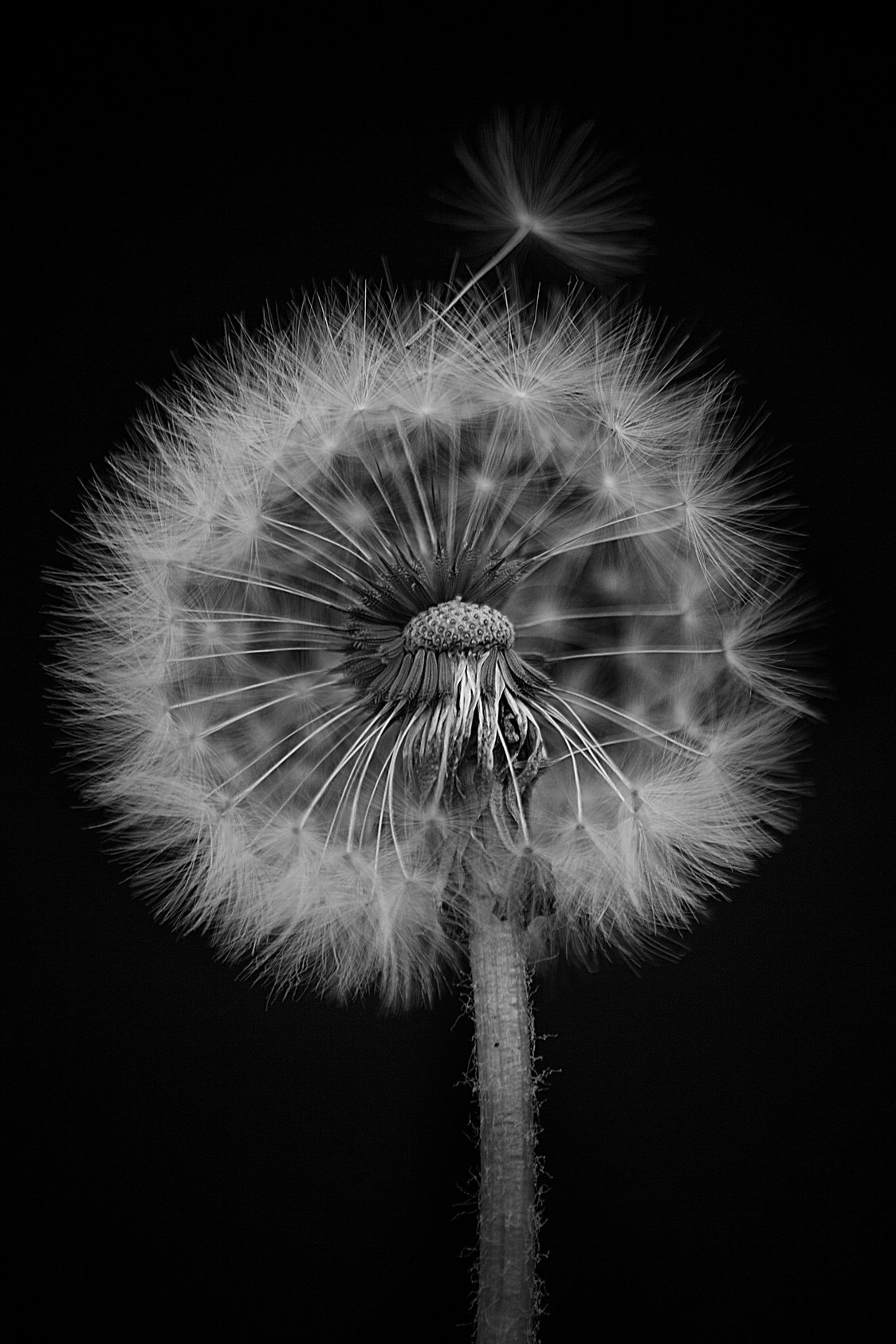 Black and white Dandilion